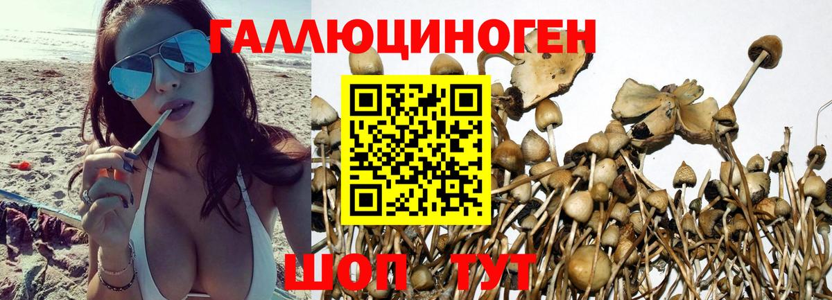 Сертолово  Псилоцибиновые грибы мицелий  Вход с VPN 